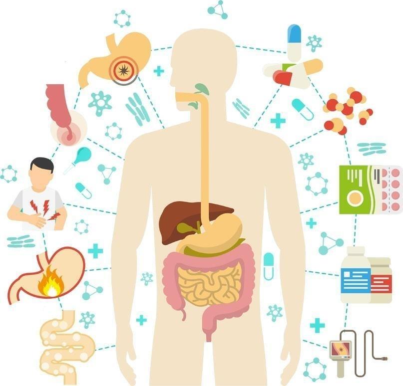 Из чего складывается здоровье ЖКТ